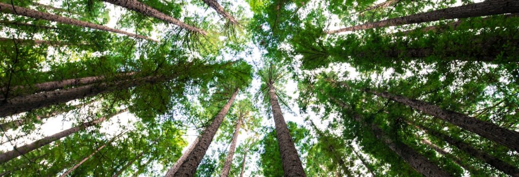 low angle photography of green trees